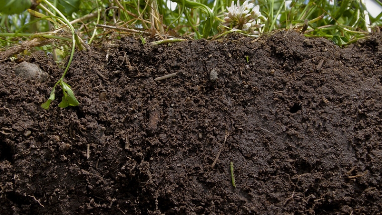 Soil Health: The Unsung Reason to Compost